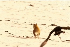 Clip: Đại bàng săn mồi, gặp phải cáo tuyết 'cứng'