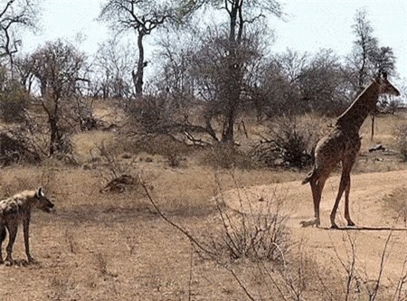 Clip: Màn ‘đào tẩu’ ngoạn mục của hươu cao cổ con trước sự truy sát của linh cẩu