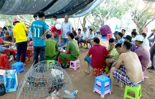 Triệt phá trường gà quy mô lớn vùng ven biển