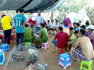 Triệt phá trường gà quy mô lớn vùng ven biển