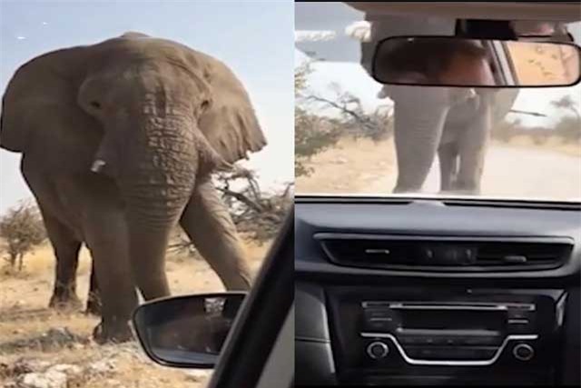 Clip: ‘Hoảng hồn’ trước cảnh bị voi khổng lồ chặn đường