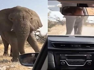 Clip: ‘Hoảng hồn’ trước cảnh bị voi khổng lồ chặn đường