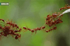 Clip: 'Giải mã' cách bầy kiến xây cầu giữa không trung cực độc đáo