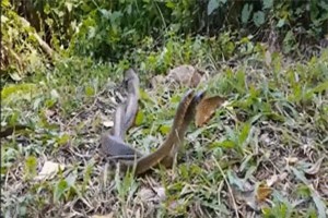 Clip: Hai con rắn hổ trâu đực hỗn chiến giành quyền được giao phối