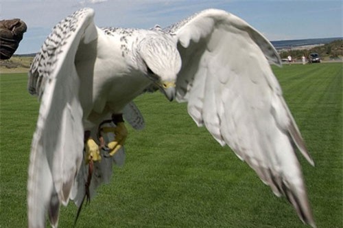 Học viện không quân Mỹ bị lấy trộm chim