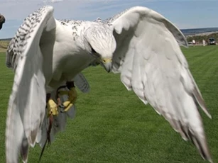 Học viện không quân Mỹ bị lấy trộm chim