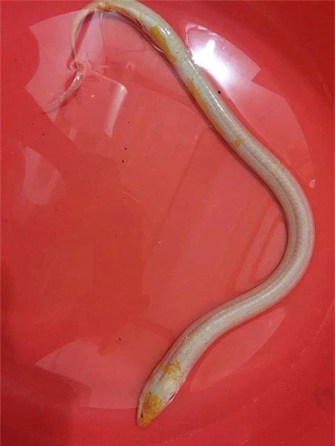 Đổ xô tới xem con lươn lạ màu trắng, vàng - Ảnh 1.