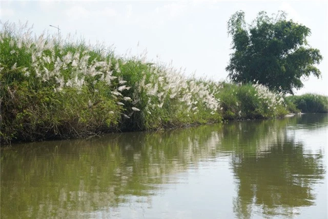 Ngoài vẻ đẹp say lòng, cỏ lau còn là cây ngự thủy của người dân vùng bãi bồi sông Trà Khúc. Theo người dân địa phương, cỏ lau mọc dày đặc với bộ rễ bám sâu vào lòng đất giúp giữ lại lớp đất phù sa trên bãi bồi. Người dân còn dùng cỏ lau làm thức ăn cho trâu, bò.