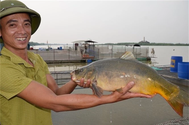 Thu vi chuyen nuoi 'ca chep ma' khong vay tren song, thit gion nhu trang lon hinh anh 1