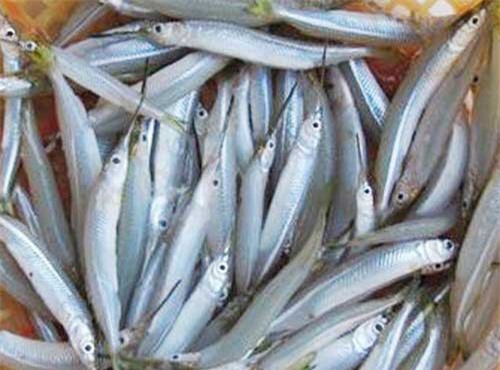 Từ loại cá ít ai ăn, nay rộ tin thu mua tiền triệu