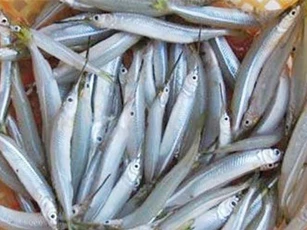Từ loại cá ít ai ăn, nay rộ tin thu mua tiền triệu