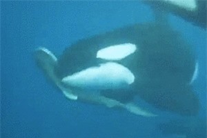 Clip: Cái kết thảm khốc cho cá mập khi bị bầy cá voi sát thủ truy sát