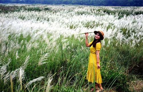 Quảng Ngãi: Cánh đồng hoa lau trắng như mây giữa dòng Trà Khúc