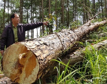 Lâm Đồng: Yêu cầu công bố “đường dây nóng” xử lý vi phạm lâm luật