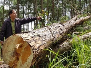 Lâm Đồng: Yêu cầu công bố “đường dây nóng” xử lý vi phạm lâm luật
