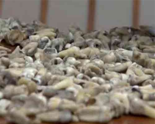 Bí ẩn bức tường giấu 1.000 chiếc răng bị phát hiện trong quá trình xây dựng