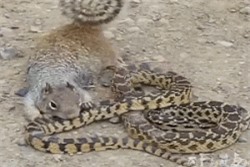 Clip: Rắn độc chịu khuất phục trước sự lì lợm của sóc