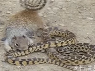 Clip: Rắn độc chịu khuất phục trước sự lì lợm của sóc