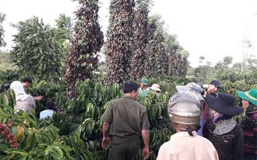 Điều tra vụ trên 700 trụ tiêu của nông dân bị hủy hoại, chặt phá không thương tiếc