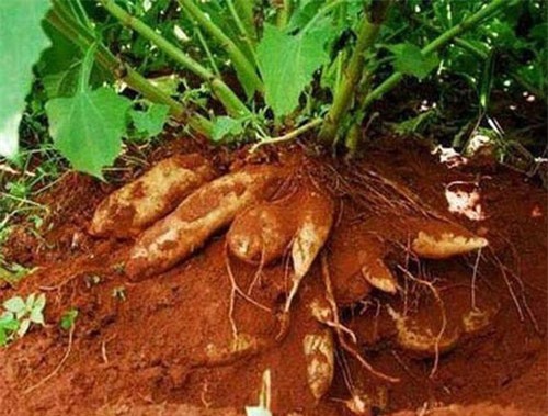 Loại "sâm" rẻ như khoai lang từ miền núi phía Bắc đang gây sốt Hà Nội