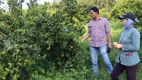 Nông dân thấp thỏm vì quýt đường rớt giá