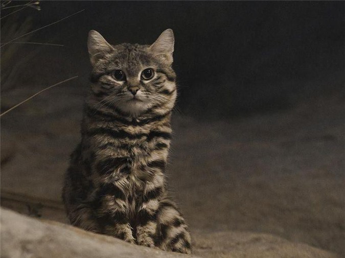 Loài mèo nhỏ nhắn nguy hiểm nhất thế giới