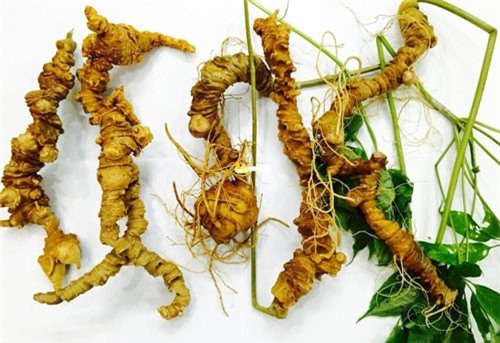 Quảng Nam: Nông dân làm giàu từ trồng cây dược liệu