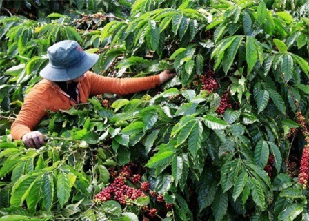 Tây Nguyên: Mạnh tay dẹp nạn “bảo kê”, ép giá thu mua nông sản