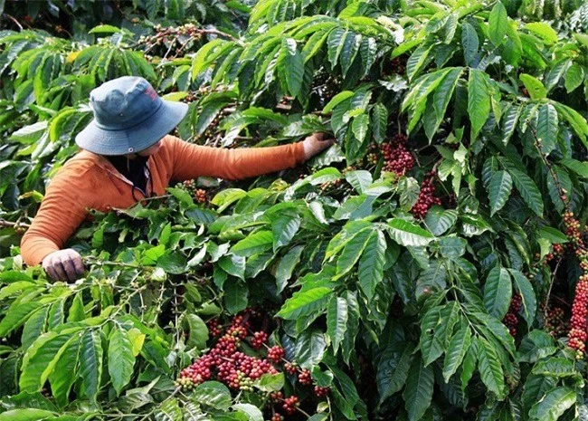 -	Các tỉnh Tây Nguyên đang vào mùa thu hoạch cà phê (Ảnh: TA)
