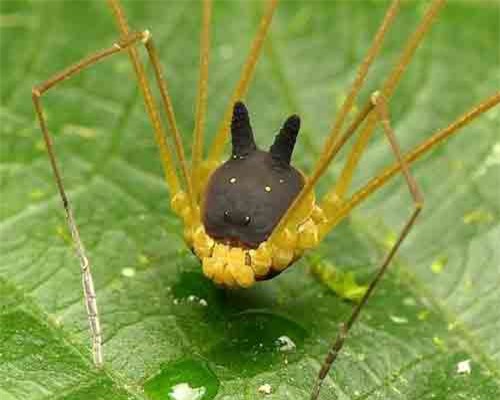 Phát hiện loài nhện đầu chó kỳ dị