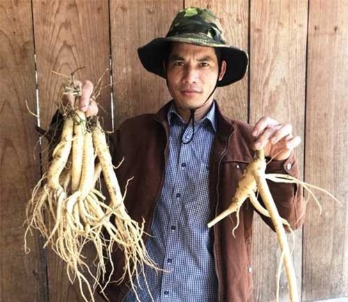 "Đột nhập vương quốc" sâm tiền tỷ của nông dân chân đất Hà Văn Đại