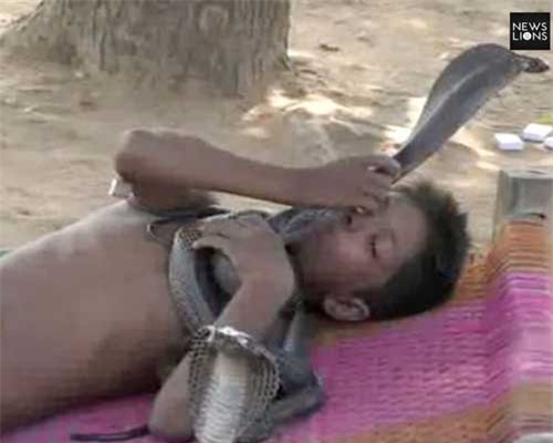 Cậu bé 7 tuổi ăn ngủ, dùng dầu dưỡng tắm cho hổ mang chúa kịch độc