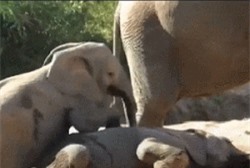 Clip: Voi con ‘nghịch ngợm’ phá giấc ngủ của voi lớn 