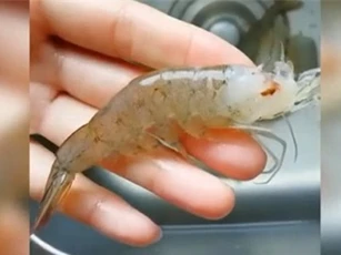 Clip: Mẹo làm sạch tôm trong 'nháy mắt'