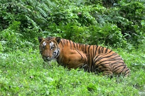 Phản đối dữ dội việc giết hổ ăn thịt 13 người