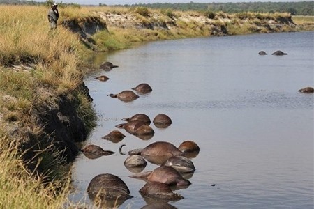 Clip: Hơn 400 con trâu chết la liệt vì chạy trốn sư tử