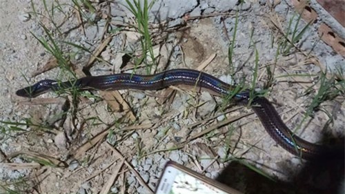 Điện Biên: Thổi phồng “rắn chúa bà” gây xôn xao dư luận