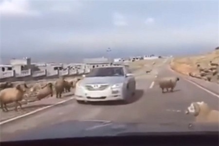 Clip: Mải ác chiến với đồng loại, chú cừu lao đầu thẳng vào ôtô