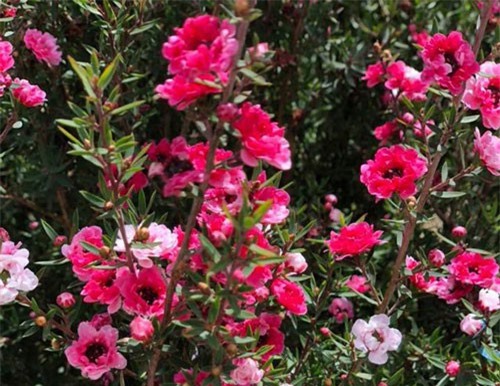 Bỏ 500 triệu đồng mua trăm bụi cây dại, hoa nhỏ li ti trồng khắp vườn nhà