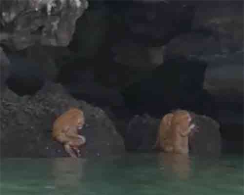 Sự thực về sinh vật nửa người nửa vượn