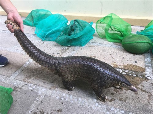 Khởi tố đối tượng mua bán động vật hoang dã quý hiếm liên tỉnh