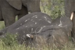 Clip: Hành động ‘nhân văn’ đầy cảm động của bầy voi 