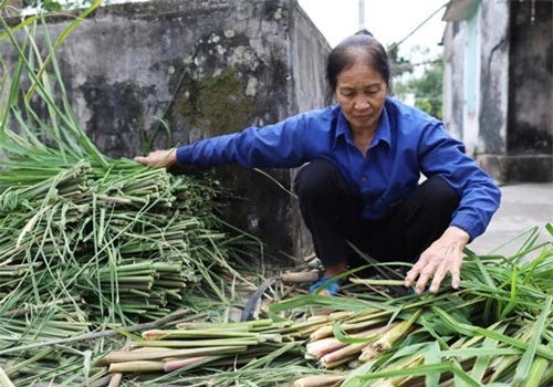 Cây niễng khi hái về sẽ cắt bỏ phần lá trên đầu và lấy phần gần gốc. Phần lá sẽ được thu gom và bán cho các cơ sở sản xuất đồ thủ công chế biến rổ, rá, các phụ kiện...