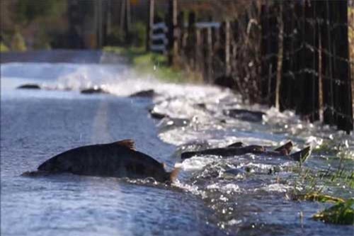 Clip: Đàn cá hồi băng qua quốc lộ tìm bạn tình