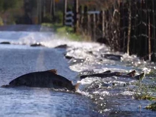 Clip: Đàn cá hồi băng qua quốc lộ tìm bạn tình