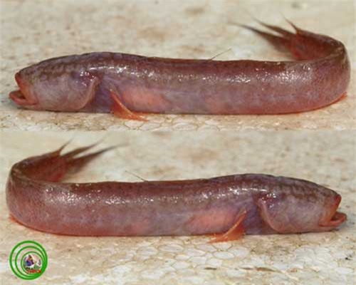 Loài cá bống hiền lành ở miền Tây có cái đầu và hàm răng ghê sợ