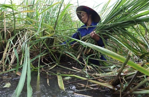 Mùa thu hoạch củ niễng bắt đầu từ đầu tháng 10 và kéo dài khoảng một tháng. Người dân phải dầm mình trong nước, dùng tay tách từng củ khỏi khóm. Phần rễ cây mọc chìm dưới nước, phần củ nổi trên mặt nước. Cây niễng trồng từ tháng 2 đến tháng 10 cho thu hoạch. Người trồng ngăn luống, chia khóm để cây có khoảng không phát triển, dễ dàng di chuyển khi thu hoạch. Giống cây này hầu như không phải chăm sóc bởi sức sống khỏe, không sâu bệnh, mọc ở vùng đất trũng, sình lầy, bãi bồi ven sông đồng bằng Bắc Bộ. Kẻ thù chính của cây là chuột.