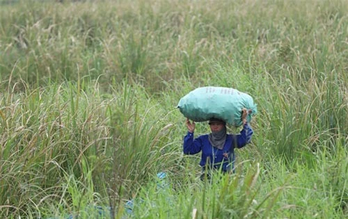 Người dân dậy từ 3h để hái niễng, đóng bao tải đưa về nhà. Trước kia, bà con thường trồng niễng tại bờ sông, ven đê để giữ đất. Gần đây, họ bắt đầu trồng theo mô hình sản xuất hàng hóa.