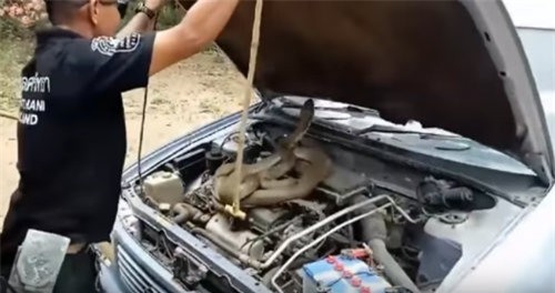 Clip: Bắt sống rắn hổ mang dài 4,5 mét nằm trong nắp ca-pô xe hơi