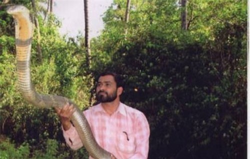 Tại sao hổ mang chúa cái trốn "chồng", bỏ con ngay khi "xong việc"?